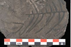 Foto (Detailansicht) von Thaumatopteris pterophylloides Ettingshausen (NHMW-GEO-2024-0188-10519)